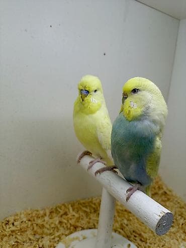 Hazır bala verən sağlam cütlükdü
Real alıcı ilə razılaşmaq olar