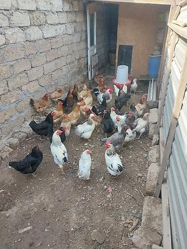 Toyuq, Yumurtalıq