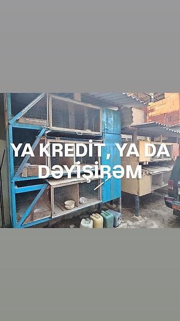 pişiklər ucuz: Satıram kredit olar dəyişmək olar — 1