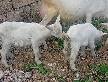 dişi: 20 baş çəpişdi erkekli dişili çoxunun burda. Şəkili yoxdu — 8
