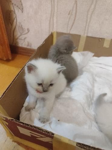 Balıqlar: Britan, Dişi — 9