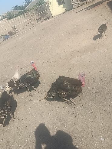 Kənd təsərrüfatı quşları: Salam tam sağlam heyvanları 9 ədədi 5 Erkeyi 4 dişi yumurta — 2