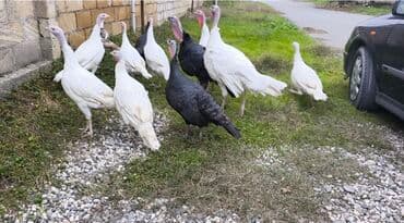 Digər kənd təsərrüfatı heyvanları: Erkək, Ətlik — 4