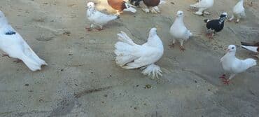 həyət qazı: Satılır: bəzək göyərçinləri dəsti - Növ: bəzək və uçuş üçün saxlanan — 8