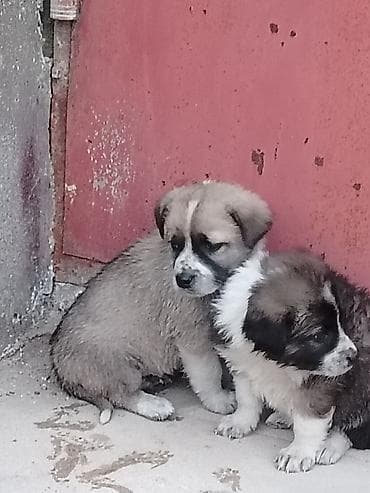 İtlər: 1 ay, Erkek, Pulsuz çatdırılma — 3