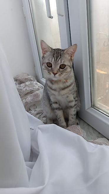 Tabbi, Dişi, Yaxşı əllərə, Pulsuz çatdırılma