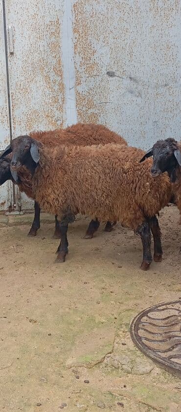 itlərin satışı 2020: Salam ünvan Bakıin maştağa kendi obşi 6 baş heyvanlar 1 baş boğaz — 6