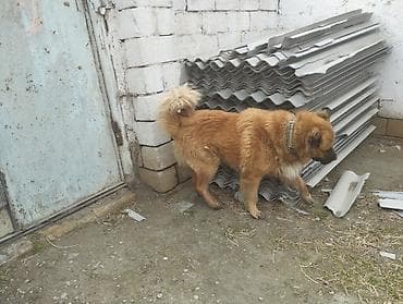 ingilis setter it cinsi: Məhsul: İt (iri cüssəli, tüklü, qızılı-qəhvəyi rəng) 11 ayliq ayi bala — 2