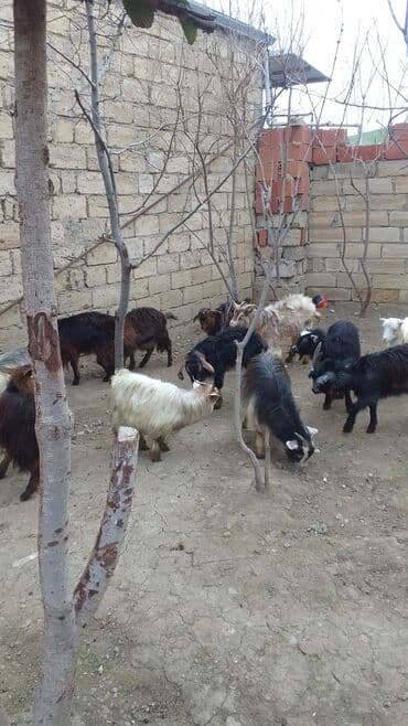 sani keçiləri: Məhsul: Keçi sürüsü Təsvir: - Şəkildə müxtəlif rəngdə (qara, qəhvəyi — 1