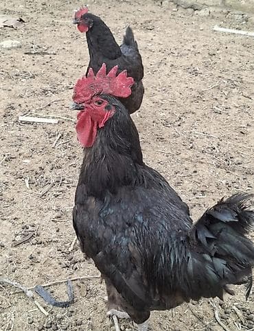 yumurta kaseti: Ev yumurtasi tebii otlayirlar yumurtalar iri mayaliqda 30 qepiye — 3