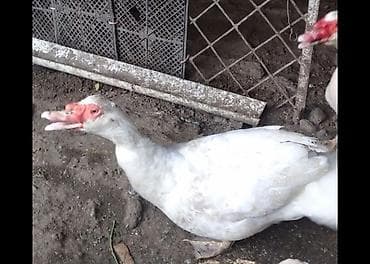 lal ördək qiyməti: Erkək, | Lal ördək, Ətlik, Ünvandan götürmə — 2