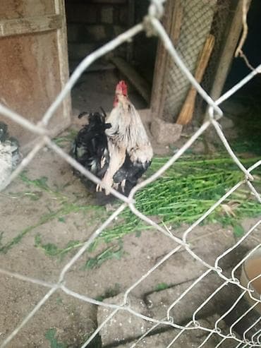 heşterxan xoruzu: Xoruz satılır razılaşma yolu ilə Sumqayıt daxılı çatdırılma var — 3