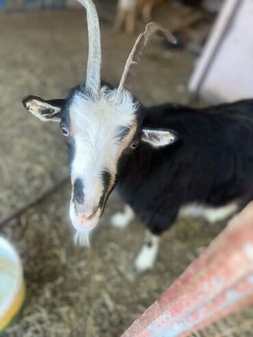 ucuz keci: Goranboy ✅ Ərəb sortu və yerli sort keçilər satılır. Yerlər daraldığı — 4