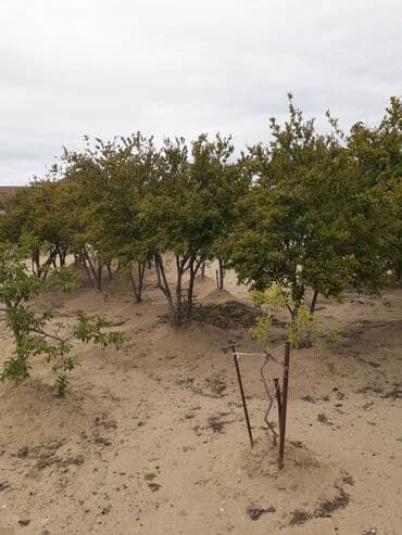qebelede ucuz evler: Saray, 90 kv. m, 3 otaqlı, Qaz, İşıq, Su — 12