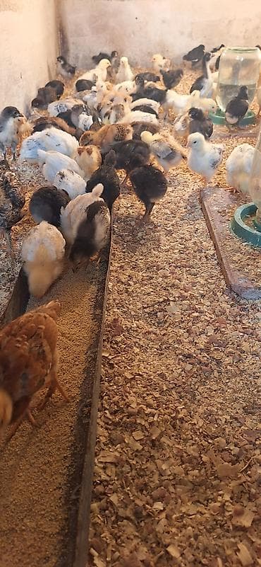 Toyuq cücələri, Damazlıq, Ödənişli çatdırılma lalafo.az -da Toyuq cücələri, Damazlıq, Ödənişli çatdırılma