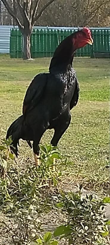 Рогатый скот: Saf qanlı Asil/Şamo tipli döyüşçi xoruzlar Xüsusiyyətlər: - Uzun və — 3