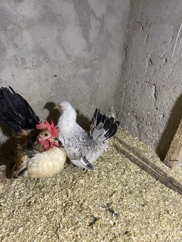 yerli cins inekler: Toyuq, Damazlıq, Ödənişli çatdırılma — 8