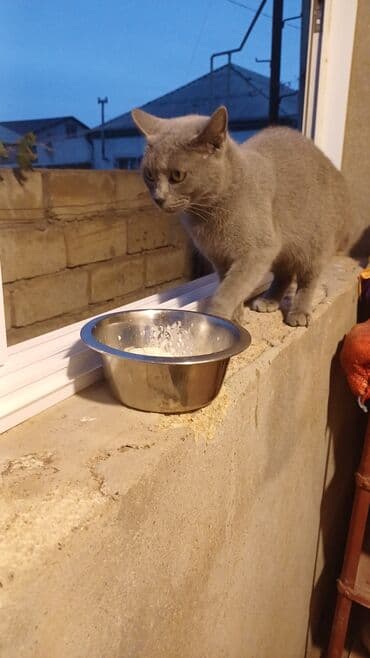 pişik cutleşdirme: Rus mavi, Yaxşı əllərə — 3