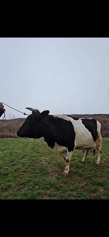 Satılır 3 cu qarna balalyıb 20 lt südədə qaranti veilir