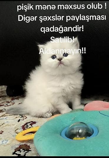 dişi pişik adları: Hər kəs özüne məxsus olan pişikleri paylaşsin. Səhifəmdən şəkillərin — 1