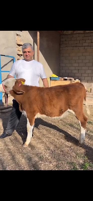 Satılır: simmental tipli dana - Cins: ətli istiqamət – simmental