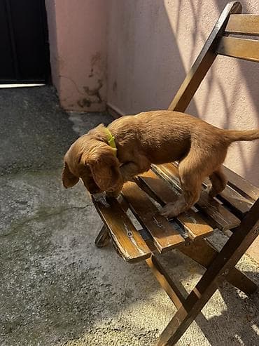 ən gozəl it adları: Koker spaniyel — 6