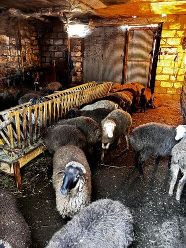 beyləqan sortu qoyun və quzuları: Erkək, il: 1, 45 kq, Ətlik, Ünvandan götürmə — 6