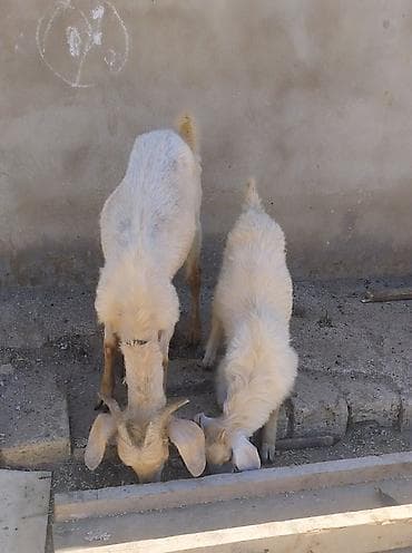 cin bıldırcını: Satılır: 1 ana keçi və 1 bala keçi (ağ rəngli). Xüsusiyyətlər: - Ana — 1