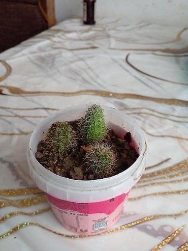 hilba bitkisi nedir: Mini kaktus dəstəsi – 1 qabda 3 ədəd balaca kaktus - Bitki növü — 1