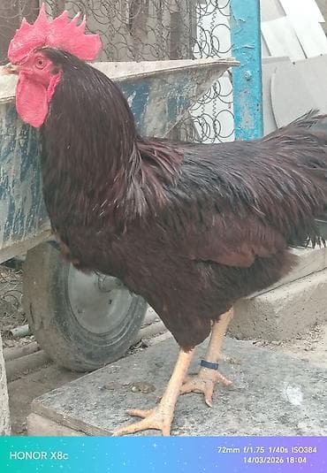 Куры: Tam orginal aktiv redayland xoruzu - Cins/Tip: Yerli ət‑yumurta — 3