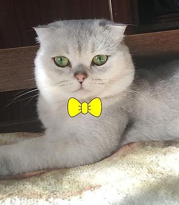 alişan'ın pişiyinin adı: Cutleşdirilir temiz cins şotland şinşilla erkek zümrüd göz,aktiv — 3