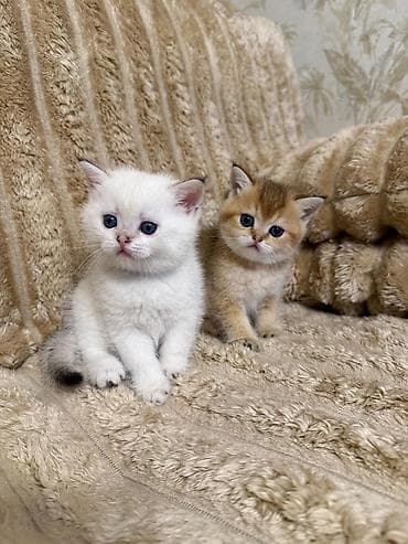 it pişik: Britan — 2