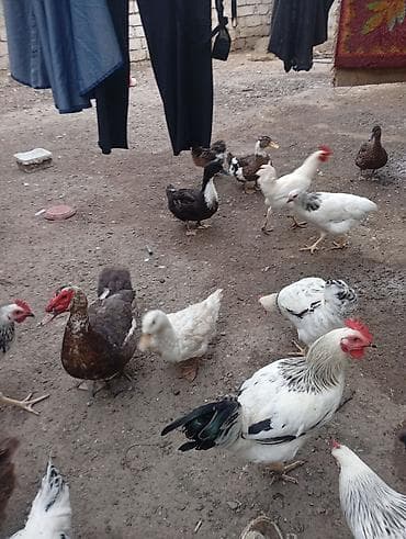 dağ toyuğu: Satılir 3 ayligdilar qiymət 13 manata aşağı yeri olar kök heyvanlardi — 3