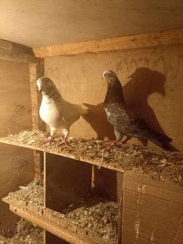 Qirmizi boyun ve sarı boyuar