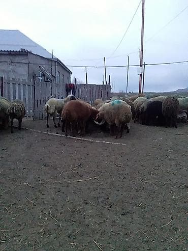 Kəsimlik kök quzular 60 baş Satlıq əlaqə üçün 070 633 66 94 nömürəsi