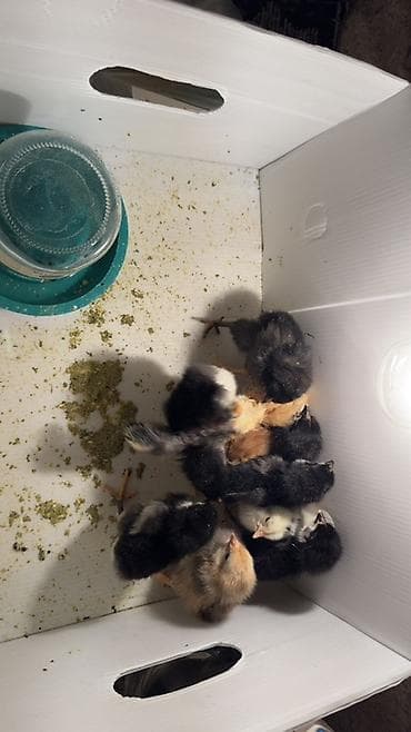 cucə alıram: Ətlik — 1