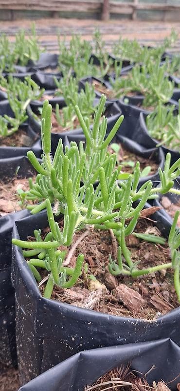 otax qapları: Asıl asılan saksıda ətli bitki – Succulent (Delosperma/“Ice plant” — 4
