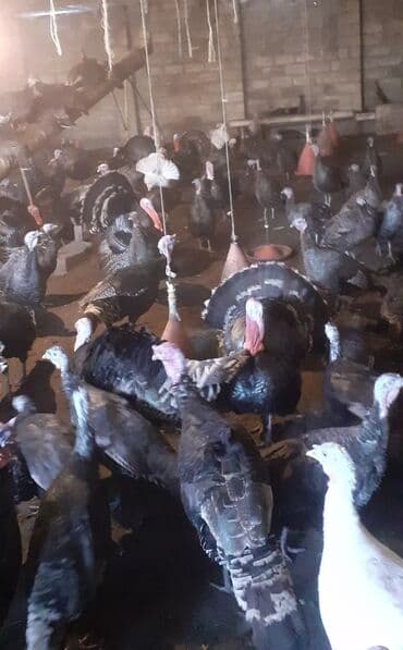 Cücələr: Erkək, Damazlıq — 4