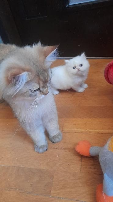 maykonq pişik: Şotland yastı qulaq — 7