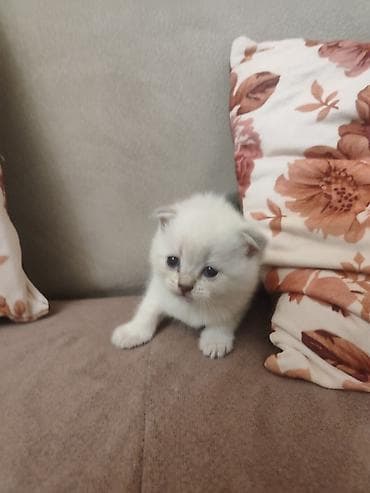 qoyun heyvan: Britan — 9