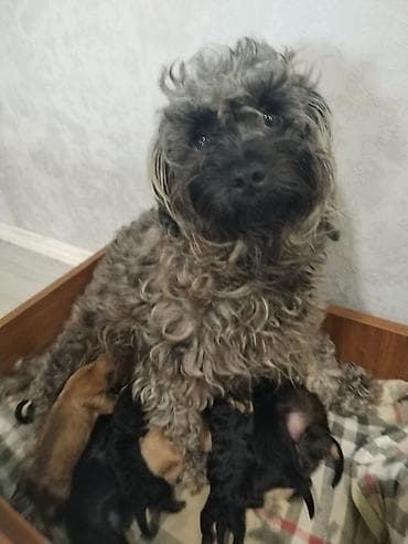 ana ari satisi: 1 ay, Peyvəndli, Ödənişli çatdırılma — 3