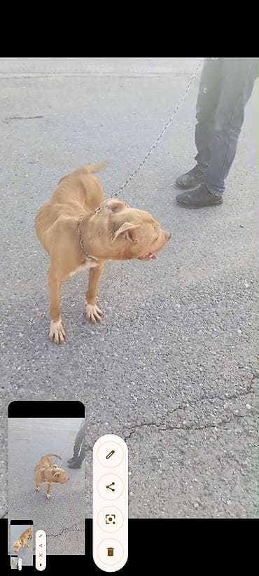 pitbul balasi qiymeti: Pitbul, Peyvəndli — 6