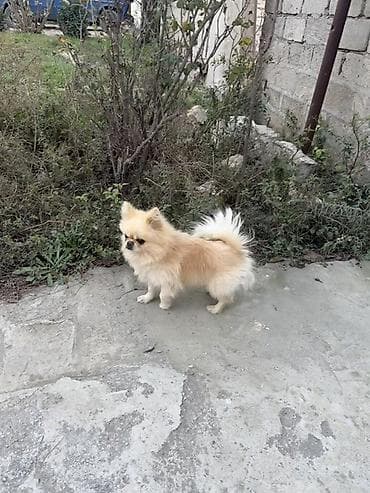 Şpitz, 2 il, Erkek lalafo.az -da Şpitz, 2 il, Erkek