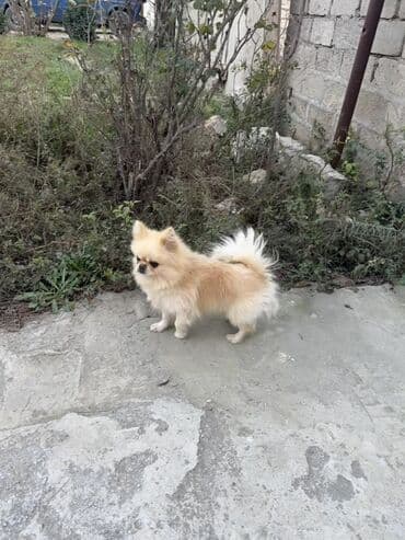 Собаки: Шпиц, 1 год — 1