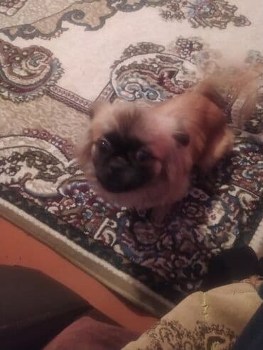 Digər heyvanlar: Pekines, 6 ay, Erkek, Peyvəndli, Ünvandan götürmə — 4