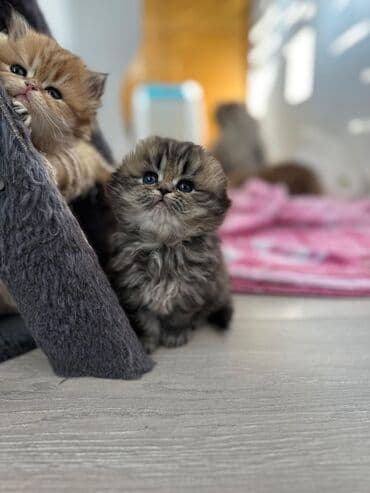 pişiklərin satışı: Şotland yastı qulaq, Erkək, Dişi — 7