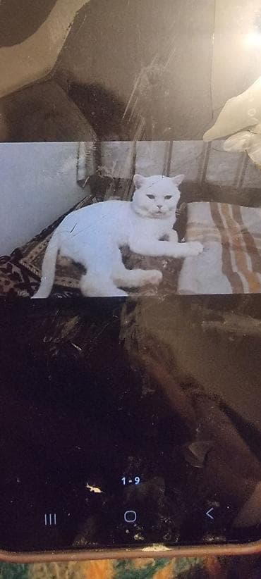 pisik adlari: Ev pişiyi – müxtəlif rənglərdə - Rənglər: tünd boz (mavi tonlu), ağ — 8