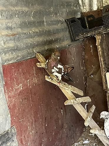 İrandi satlir 5gun olar tutulub