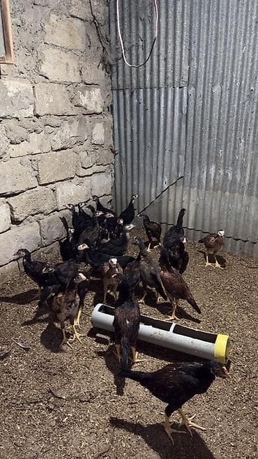 kend xoruzu: 1 ay yarımlıq heyratı cücələri xoruzdarı 15 ə verrəm fərəni 10 a — 2