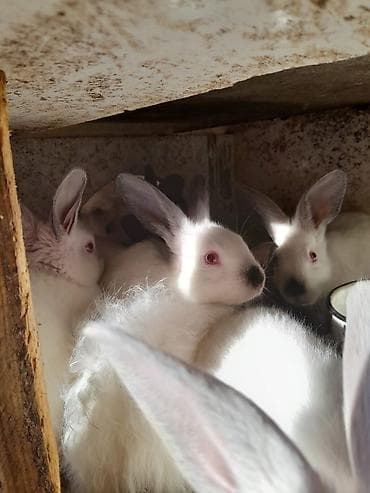 TƏCILI satılır qiyməti 8 manat hamisin istəyənə awaqida olacaq Ağ